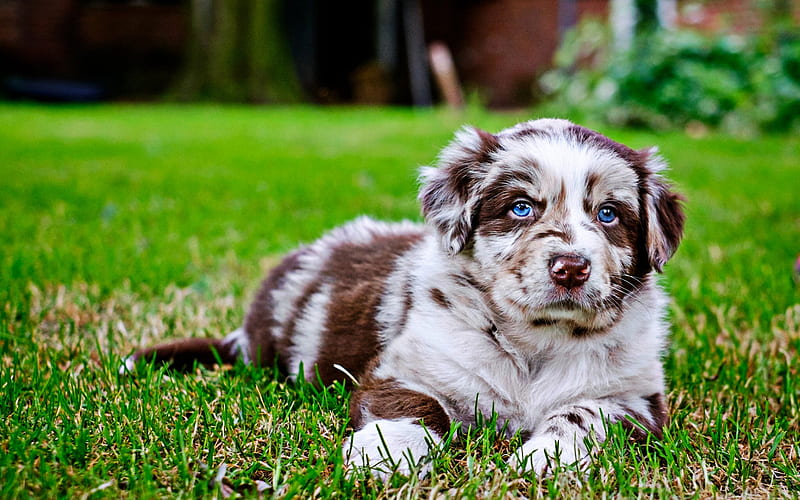 Australian Shepherd, puppy with blue eyes, cute animals, lawn, Aussie, R,  small aussie, HD wallpaper | Peakpx