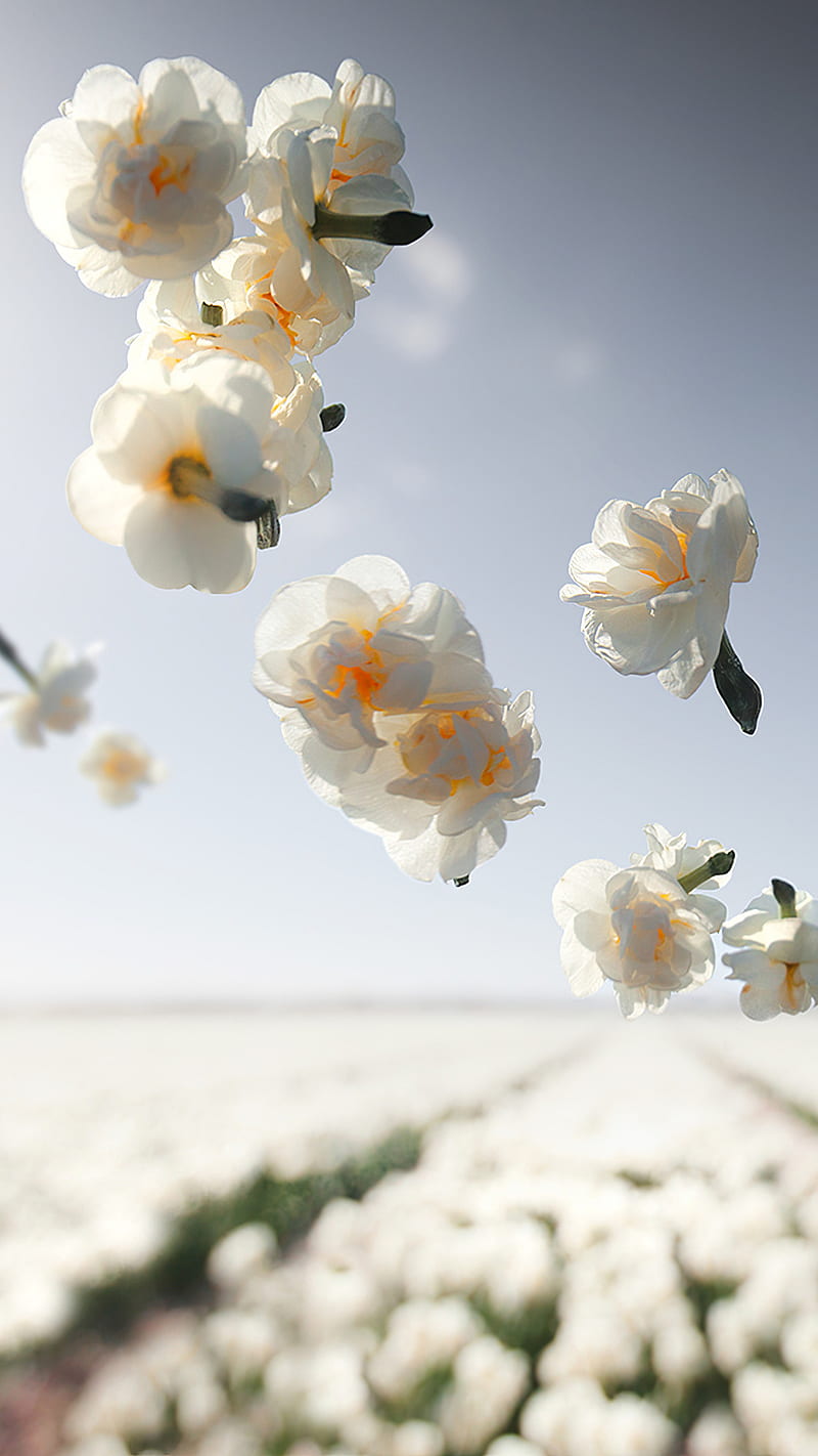 Flores blancas, behance, naturaleza, Fondo de pantalla de teléfono HD |  Peakpx