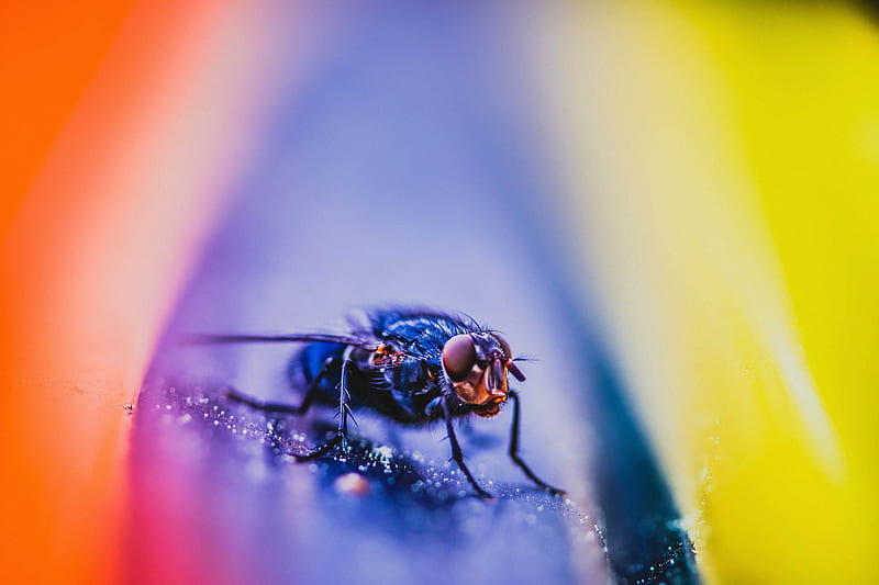 fly, insect, macro, close up, HD wallpaper
