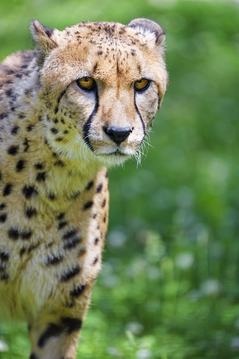 cheetah, predator, glance, big cat, muzzle, HD phone wallpaper