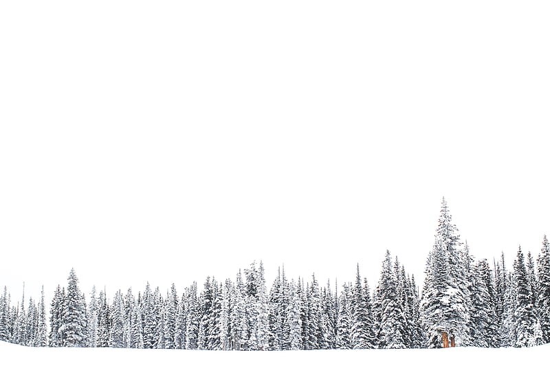 pine trees on snowfield, HD wallpaper