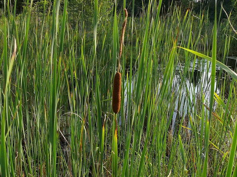 Typha, Lake, Grass, Flower, HD wallpaper