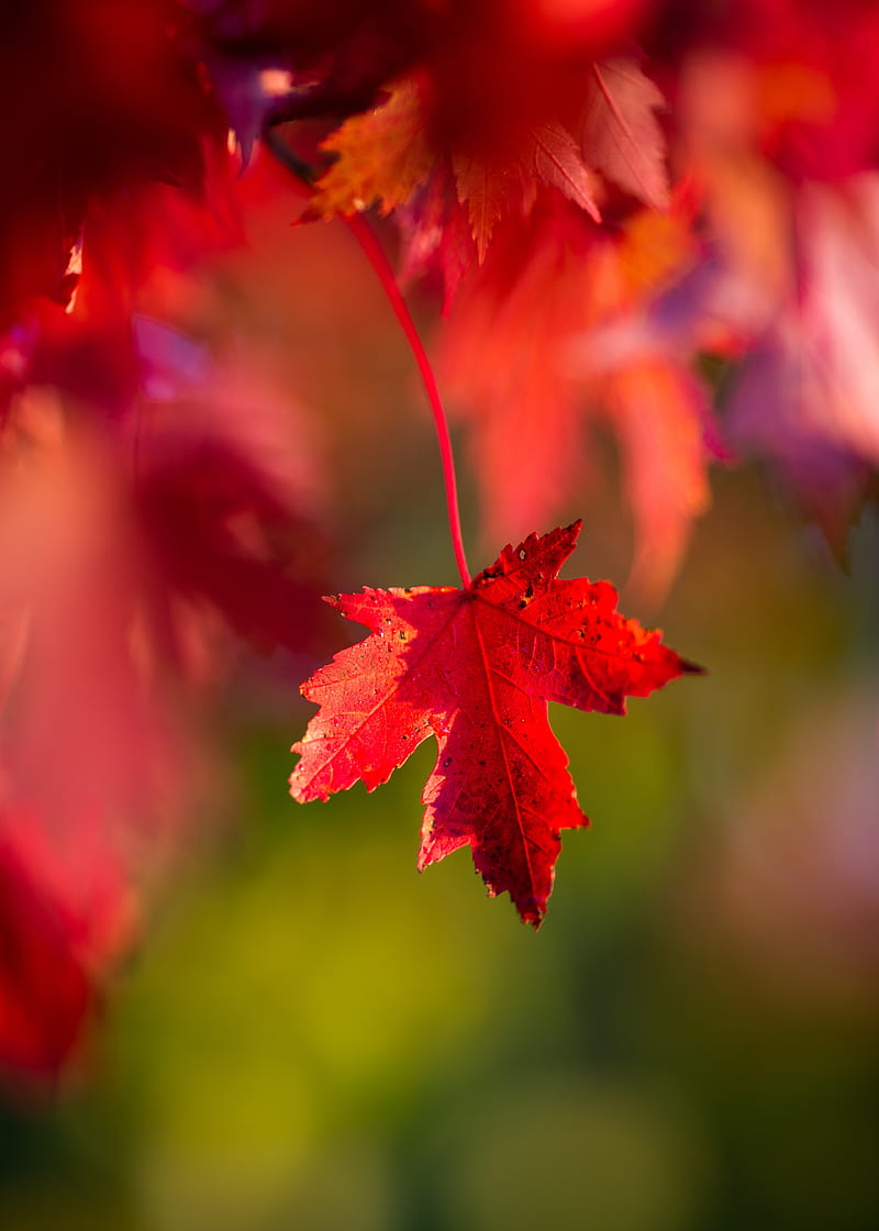 leaf, red, macro, autumn, HD phone wallpaper