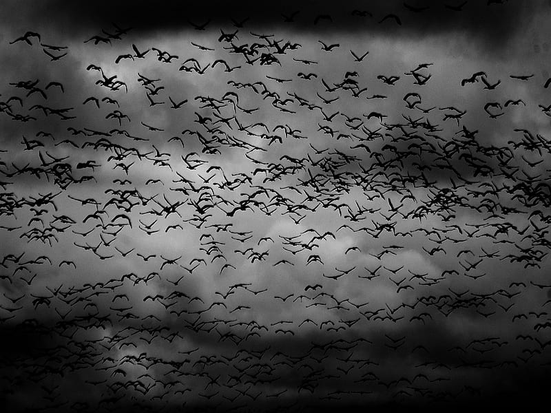 Dark Swarm, birds, sky, avian, dark, HD wallpaper