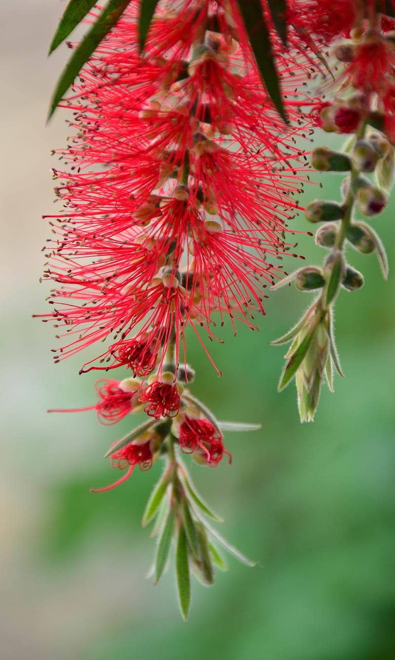 Red plant, HD phone wallpaper | Peakpx