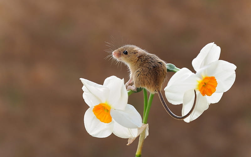 Little mouse, little, daffodils, yellow, spring, mouse, pars, flower, narcise, white, soricel, HD wallpaper