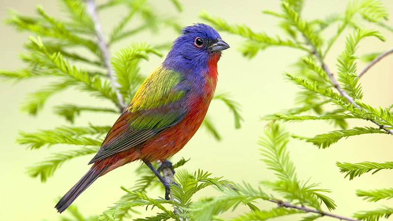 painted bunting-Bird graphy, HD wallpaper