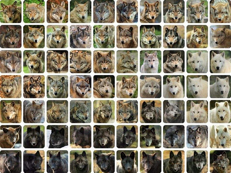 Snap Shots Of Wolves, wolves, animals, dogs, HD wallpaper