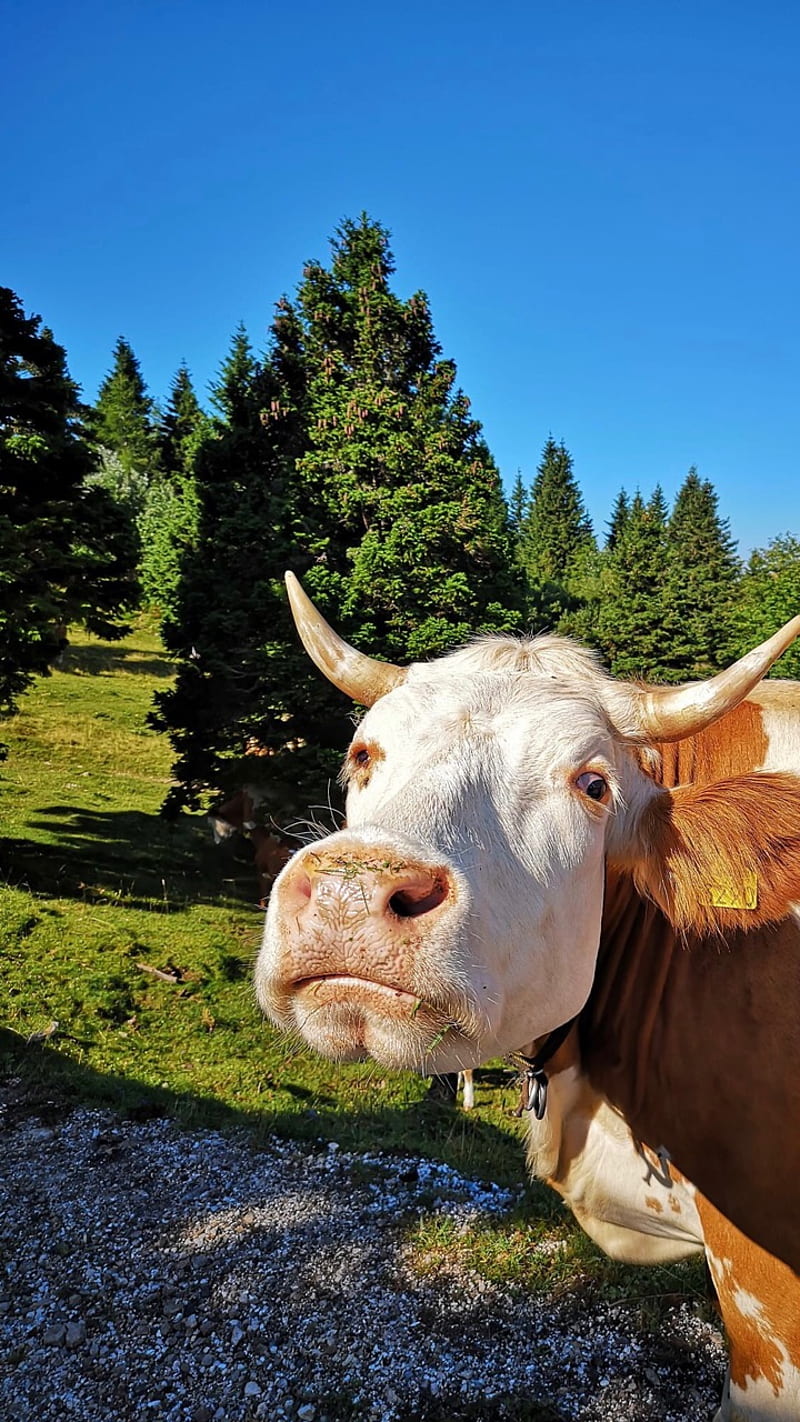 Happy cow, mountain, HD phone wallpaper