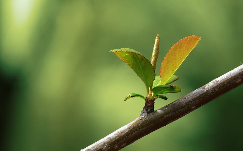 branch, leaf blossom, bud, blurry, graphy, Nature, HD wallpaper