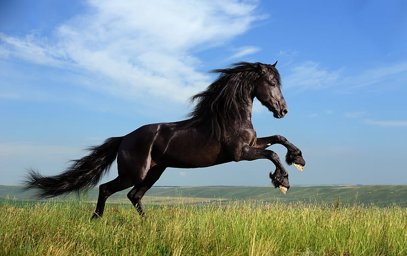 Black Stallion, stallion, black, cavalo, beauty, caballo, horse, animals, HD wallpaper