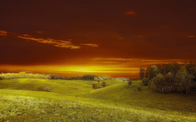 fantastic sunset over a grass meadow, grass, orange, sunset, trees, meadow, HD wallpaper