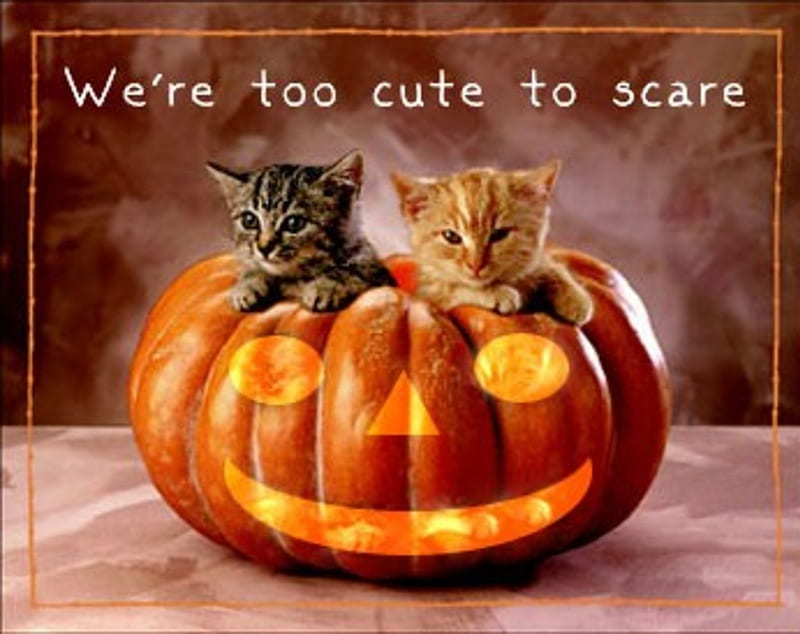 Cute Halloween Display of Kitties, Orange, Two Kittens, Pumpkins, Cute, Smoke, Halloween, HD wallpaper