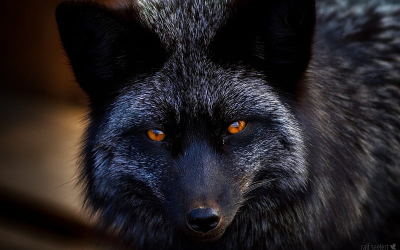 Black fox, vulpe, fox, black, face, eyes, animal, HD wallpaper | Peakpx