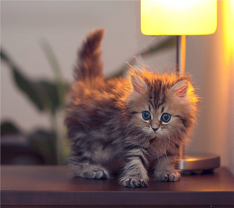 Cute Kitty, cat, cute, kitty, walls, HD wallpaper