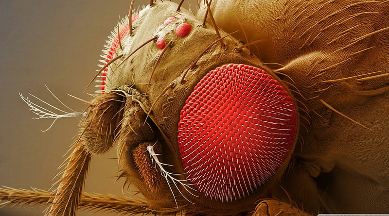 Drosophila melanogaster, brick-red eyes, breeds quickly, Common fruit fly, high fecundity, HD wallpaper