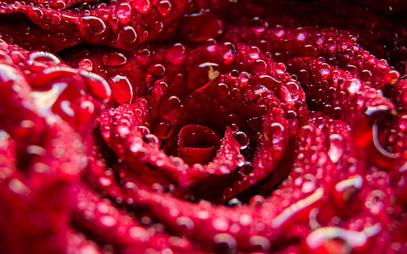 red rose, dew, water drops, close-up, droplets, roses, HD wallpaper