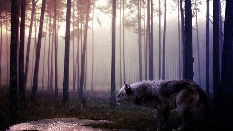 Wild Wolf, wild, wolf, predator, animals, HD wallpaper