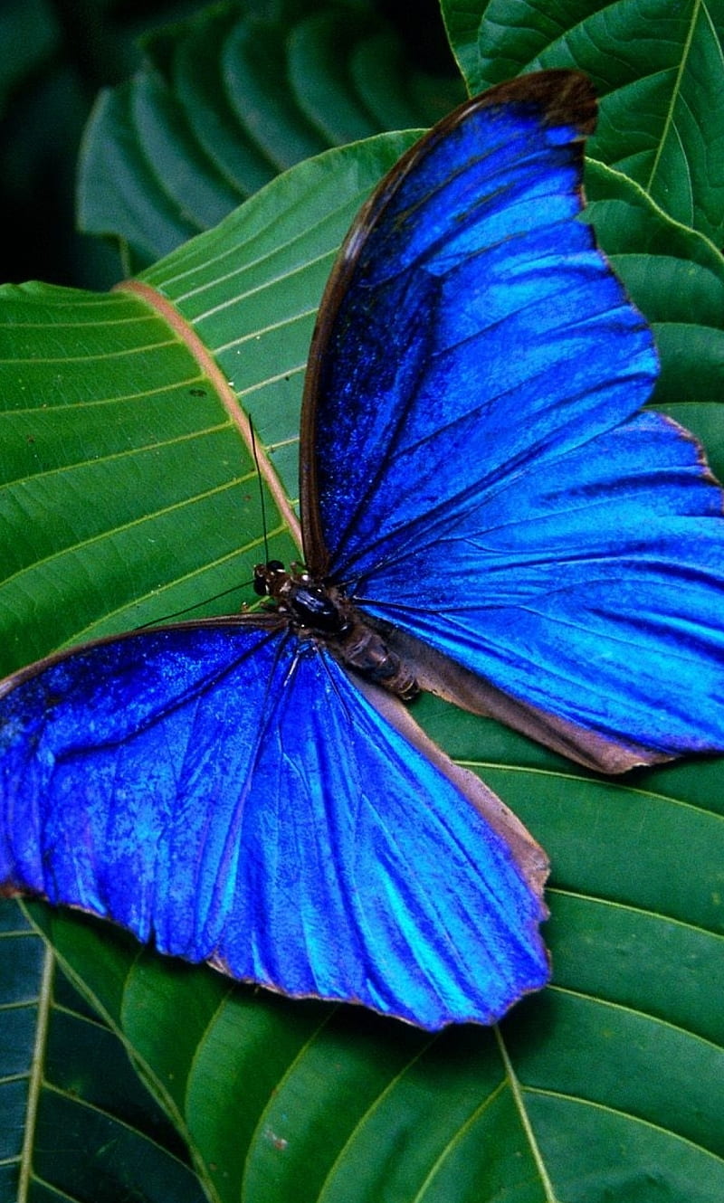 Butterfly, blue, landscape, leaves, nature, HD phone wallpaper | Peakpx