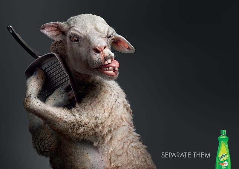 Separate them, sheep, add, oaie, commercial, funny, humour, pan, animal, HD wallpaper