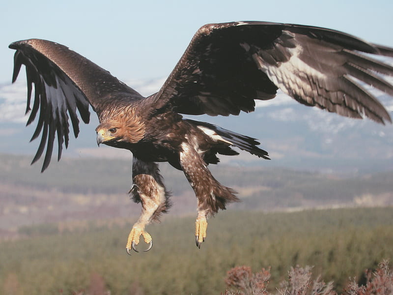 Golden Eagle Scottish Highlands , golden eagle, scotland 2009, HD wallpaper