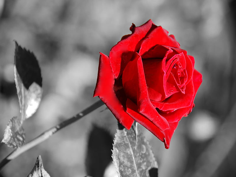 Red Rose, red, rose, nature, bonito, simplicity, trandafir, HD wallpaper