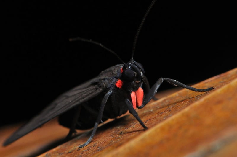 Costa Rican moth, wasp, most, small, mimic, HD wallpaper