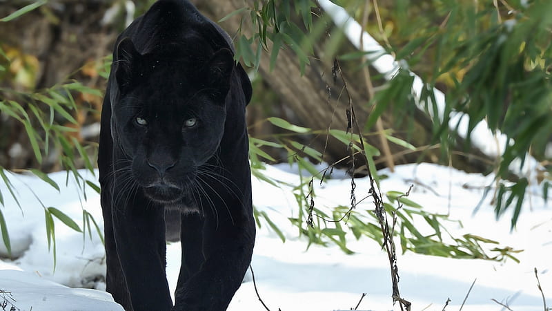 Black Panther, panther, black, animals, predator, HD wallpaper
