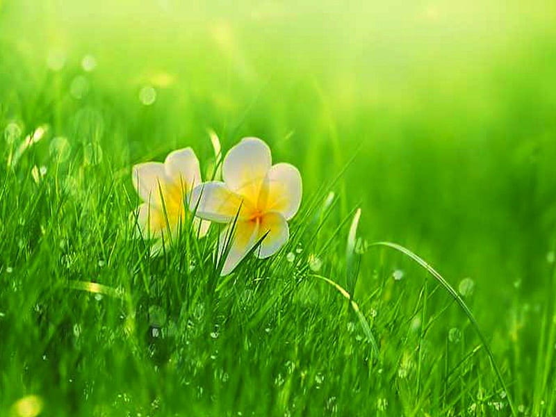 Two Yellow Flowers Nestled in Soft Grass, fallen, green, grass, flower,  ground, HD wallpaper | Peakpx