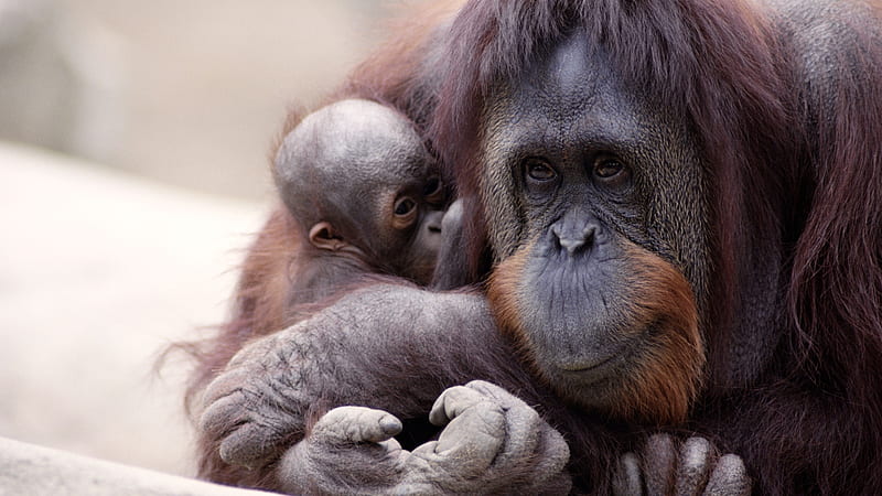 Orangutan Mother and Child, Child, Orangutan, Primate, Wildlife, Animal, Mother, HD wallpaper