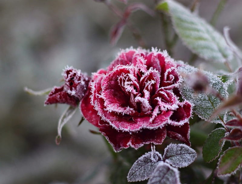 a winter day, red, leaves, rose, petals, frozen, garde, winter, cold, HD wallpaper