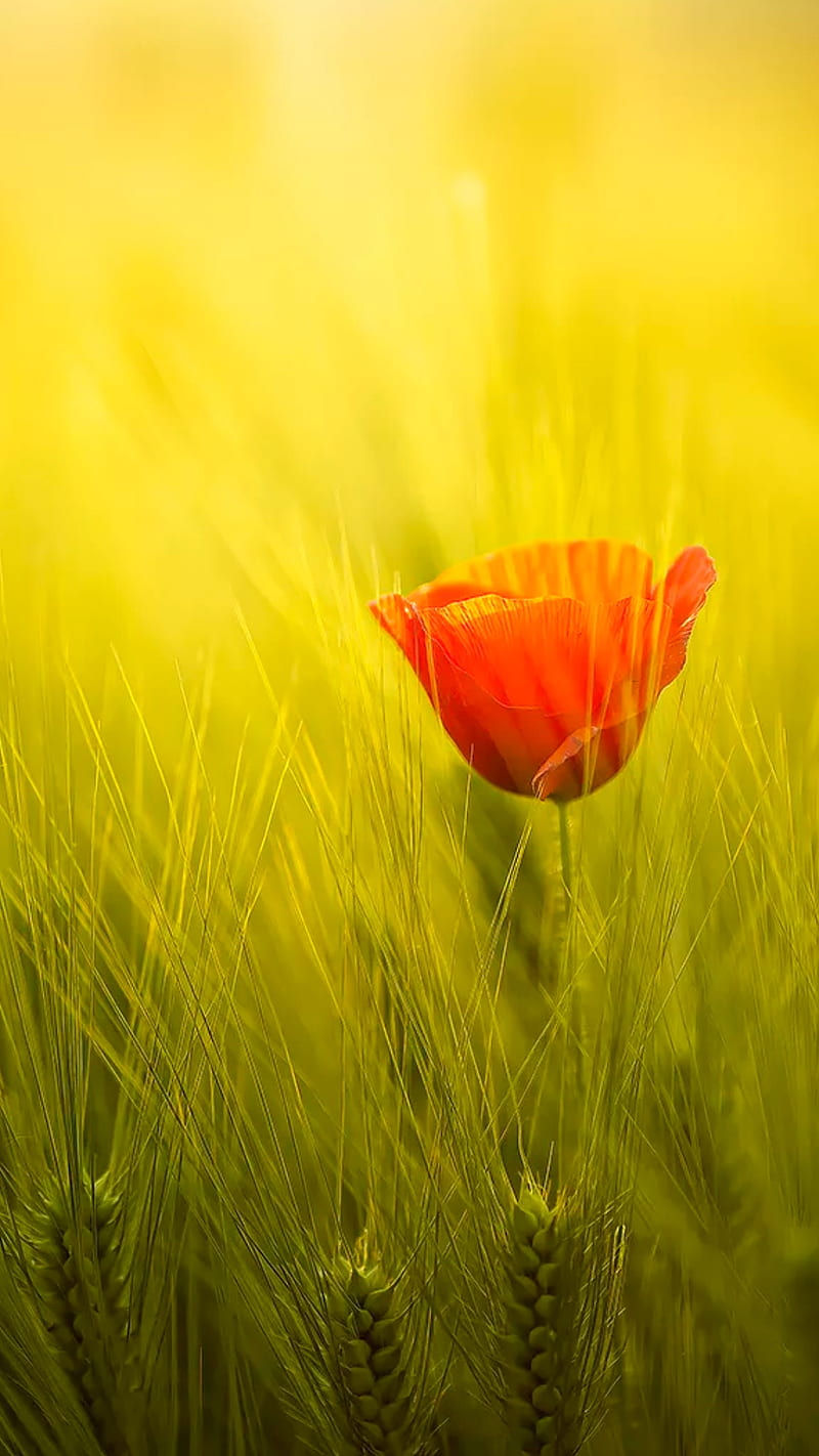 Sigle flower, field, nature, red, red flower, single flower, HD phone wallpaper