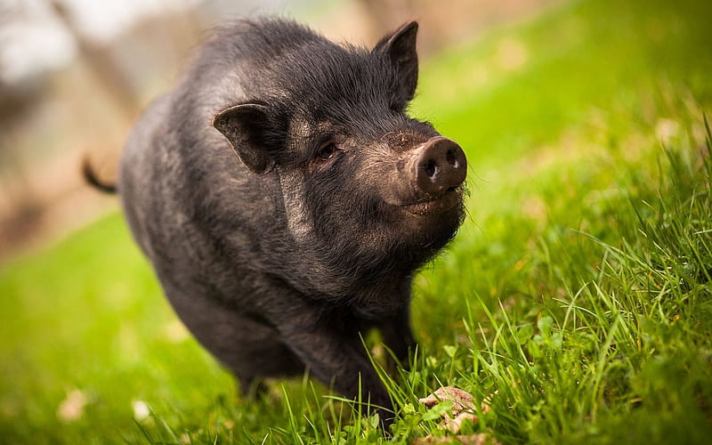 Black Piglet, green grass, pig, black pig, HD wallpaper