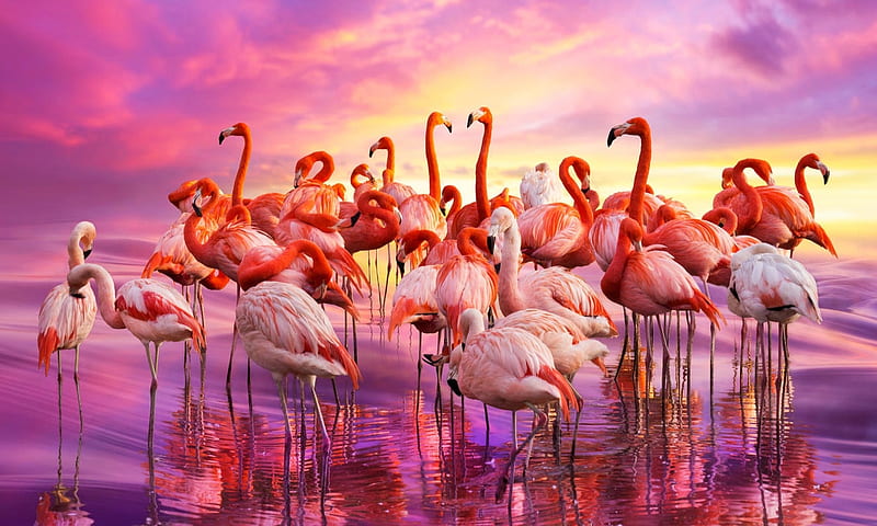 Flamingo Dance, pink, dancing water, Colorful, Flamingos, Birds, HD  wallpaper | Peakpx