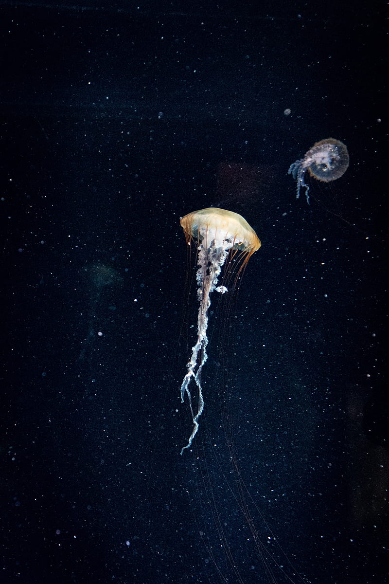 jellyfish, tentacles, underwater world, water, dark, HD phone wallpaper