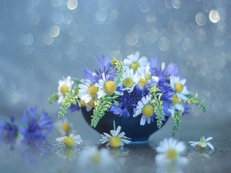 Beautiful Flowers, White, Cornflowers, Blue, Chamomile, HD wallpaper