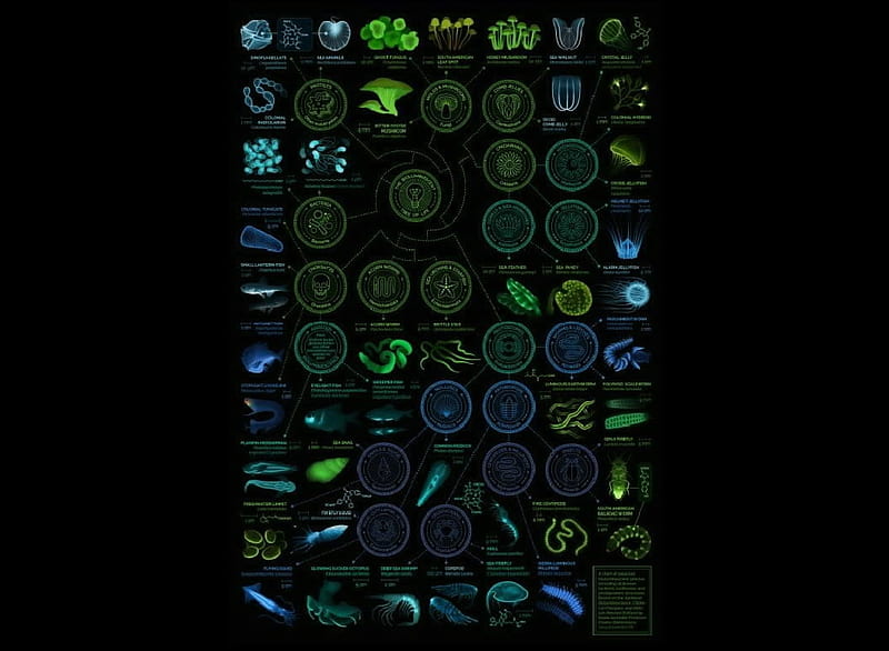 Organization of living beings, Fungi, Animals, Morera, Protists, Organization, Plants, HD wallpaper