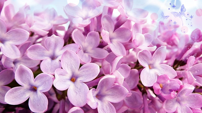 Lilacs of Pink, bloom, summer, flowers, spring, butterflies, lilacs, pink, HD wallpaper