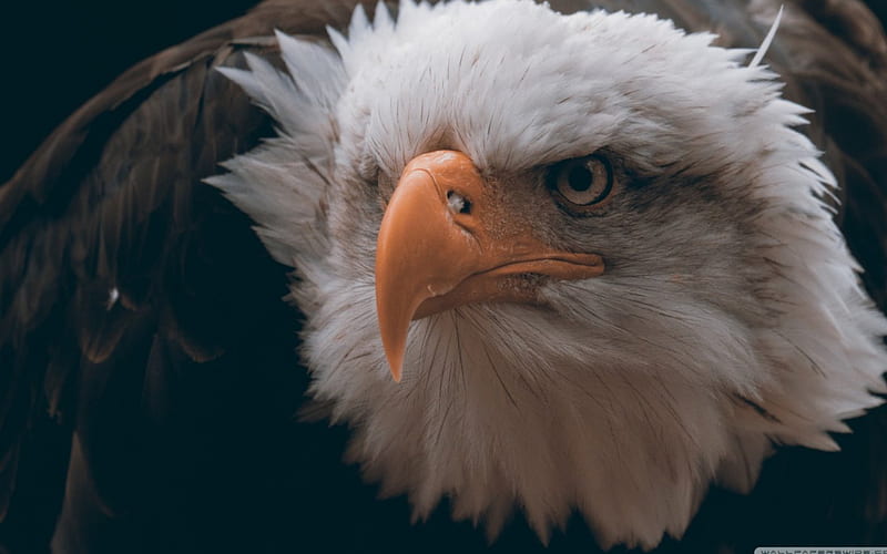 fierce looking eagle, birds, eagle, wings, angry, HD wallpaper