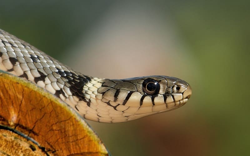 Animal, Reptiles, European Grass Snake, HD wallpaper