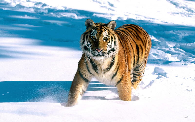siberian tiger in the snow, siberian, tiger, cat, snow, HD wallpaper