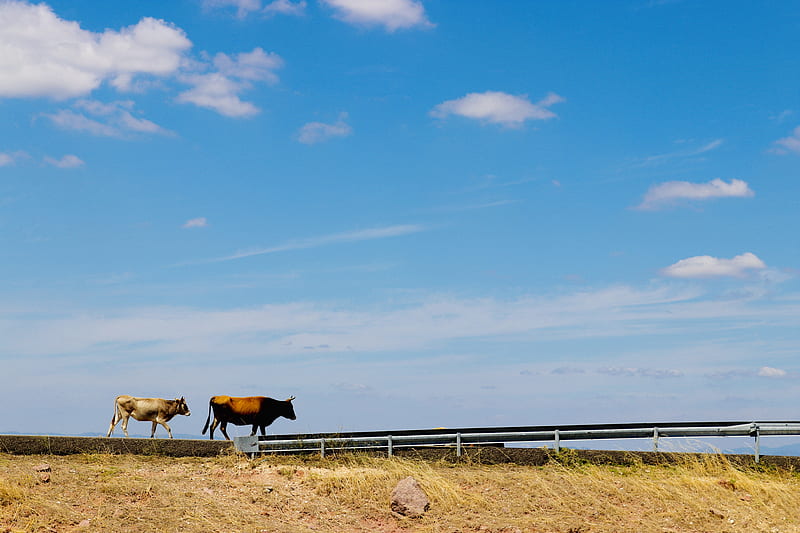 Brown Cow on Green Grass Field Under Blue Sky, HD wallpaper