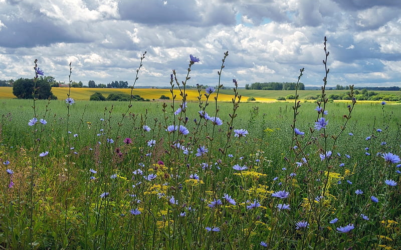 Summer Meadow, Latvia, clouds, landscape, meadow, fields, HD wallpaper