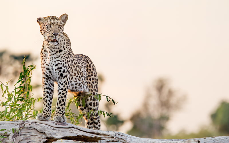 leopard, big cat, glance, predator, rock, HD wallpaper
