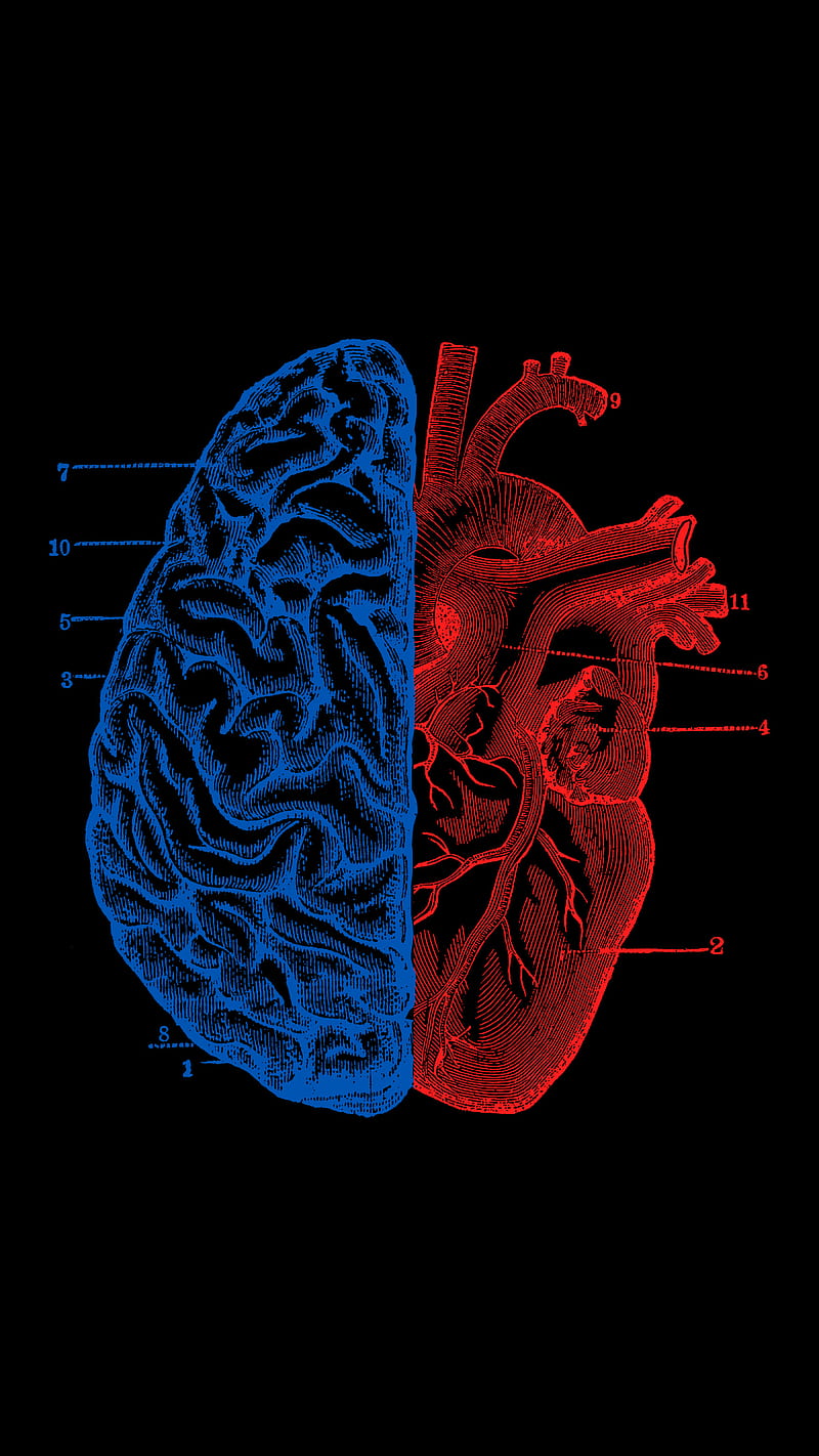 Corazón y cerebro, tobe, anatomía, dualidad, mente, Fondo de pantalla de  teléfono HD | Peakpx