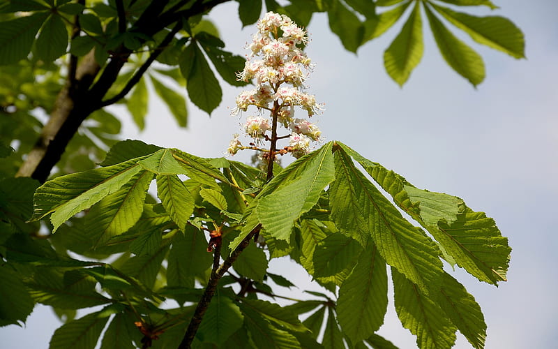 Chestnut Blossom, chestnut, blossom, spring, white, HD wallpaper