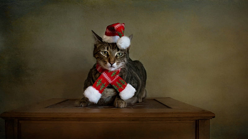 Christmas Cat, christmas, kitty, cat, xmas, cat face, paws, merry christmas, magic christmas, kitten, cats, animals, HD wallpaper