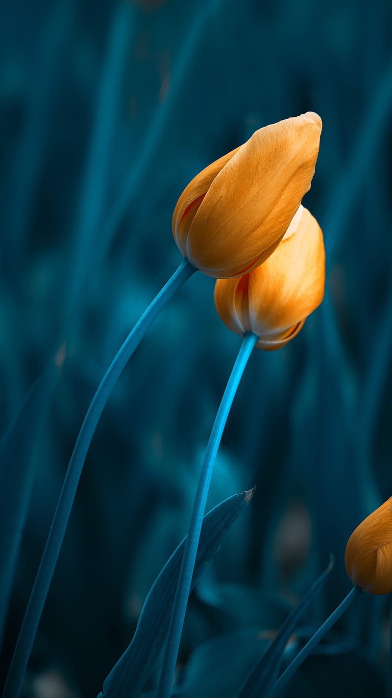 Tulips, beauty, blue, flowers, s7, spring, yellow, HD phone wallpaper