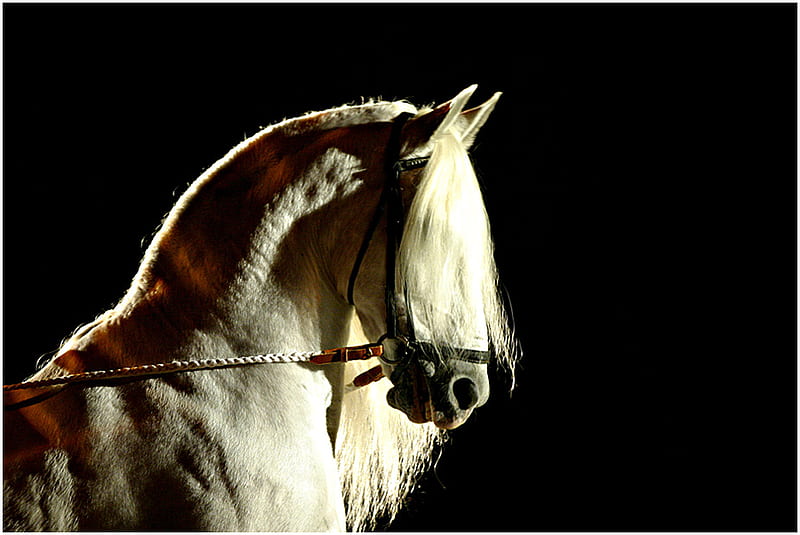 Headshot of an Andalusian, white, andalusian, horses, spanish, HD wallpaper