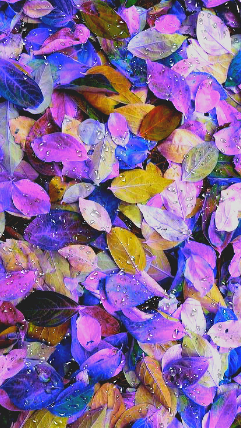 colorful leaves, autumn, color, drop, fall, leaf, leaves, nature, water, HD phone wallpaper